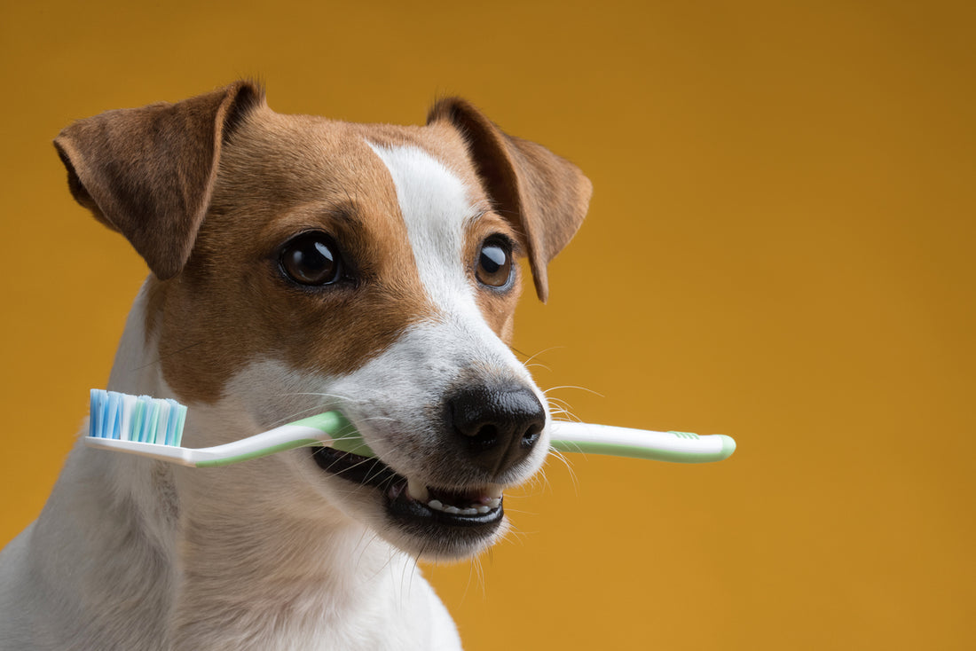 Understanding Your Pet's Oral Health: Natural Solutions for Dogs and Cats