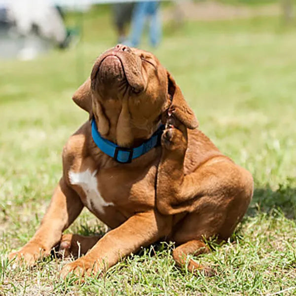 Feclab Canine Demodectic and Sarcoptic Mange Test Kit