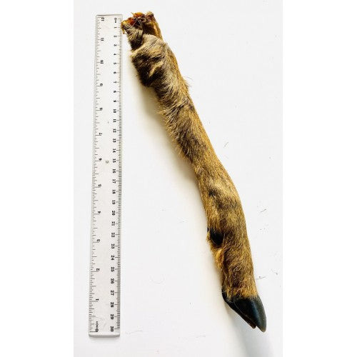 Anco Hairy Roe Deer Leg