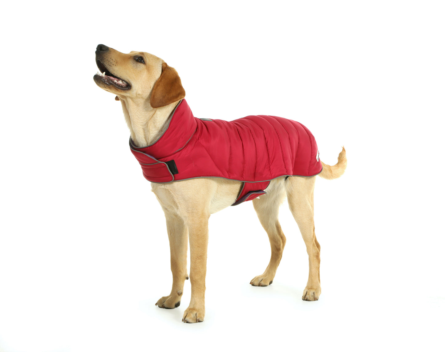 Doodlebone Puffer Jacket 7-10 (Short) Punch/Violet