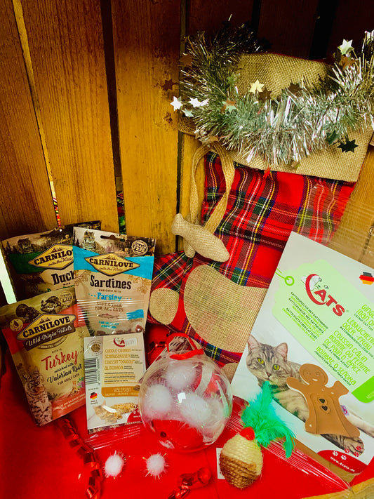 Cat Filled Christmas Stocking